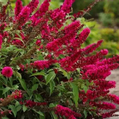 Буддлея давида РОЯЛ РЕД в Калинковичах