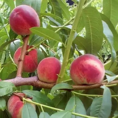 Персик КИЕВСКИЙ РАННИЙ в Калинковичах