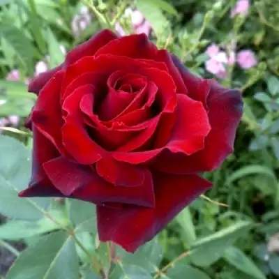 Роза ТАБУ чайно-гибридная в Калинковичах