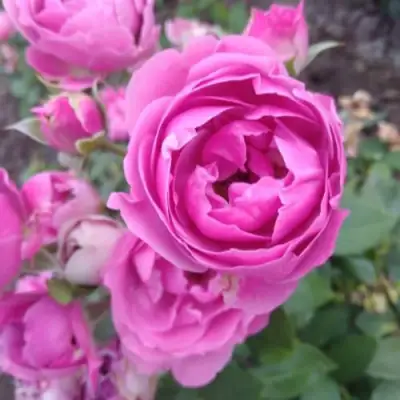 Роза МИСТИ БАБЛС спрей в Калинковичах