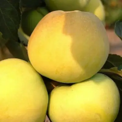 Яблоня АНТОНОВКА ЗОЛОТАЯ в Калинковичах