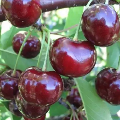 Вишня ЖАДАНА в Калинковичах