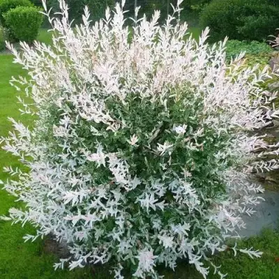 Ива ХАКУРО НИШИКИ в Калинковичах