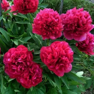 Пион БЕЛГРАВИЯ травянистый в Калинковичах