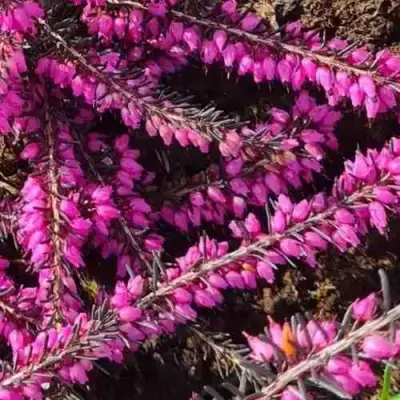 ЭРИКА "АЛЬПИЙСКИЙ ВЕРЕСК" (зимующая) сорт АТРОРУБРА в Калинковичах