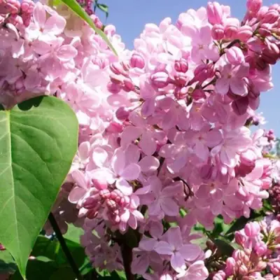 Сирень АДЕЛИНА в Калинковичах