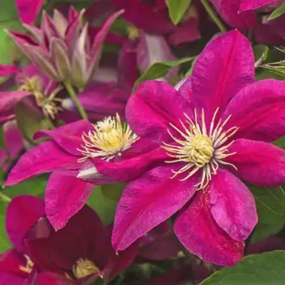 Клематис ЭРНЕСТ МАРКХАМ в Калинковичах