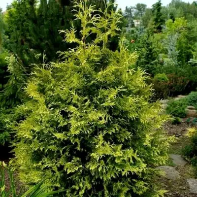 Туя ЗЕБРИНА ЭКСТРА ГОЛД складчатая в Калинковичах