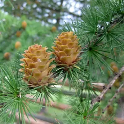 Лиственница КЕМПФЕРА в Калинковичах