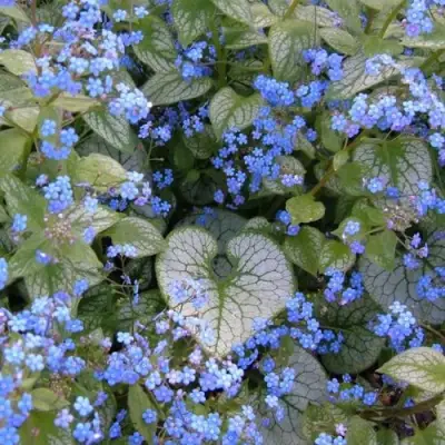 Бруннера ДЖЭК ФРОСТ в Калинковичах