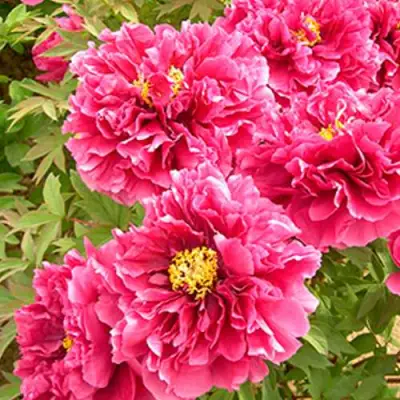 Пион ВОСХОД СОЛНЦА древовидный в Калинковичах