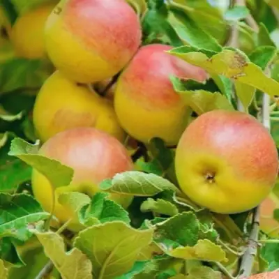 Яблоня ПАМЯТЬ БЛЫНСКОГО колонновидная в Калинковичах