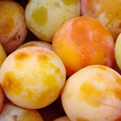 Слива ЯХОНТОВАЯ в Калинковичах