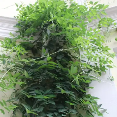 Глициния макростахия БЛЮ МУН в Калинковичах