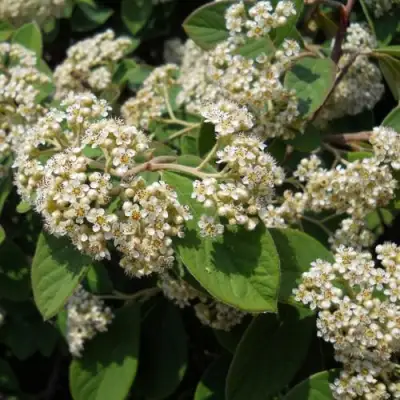 Кизильник пузырчатый в Калинковичах