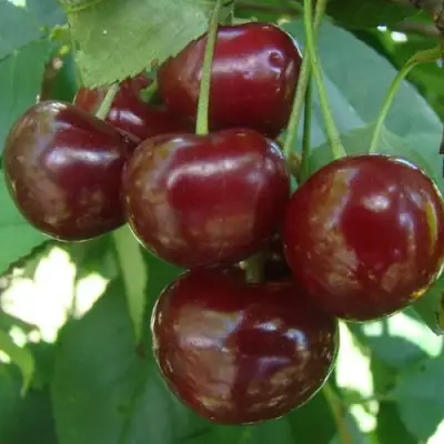 Дюк КОРМИЛИЦА в Калинковичах