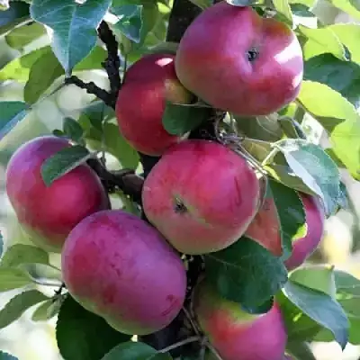 Яблоня ЕСЕНИЯ колонновидная в Калинковичах