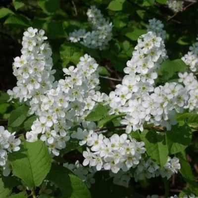 Черемуха ПАМЯТИ САЛАМАТОВА в Калинковичах