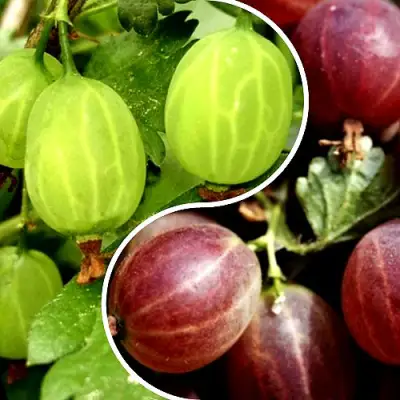 Комплект СКАЗКА в Калинковичах