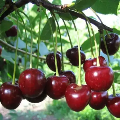 Вишня БЫСТРИНКА в Калинковичах