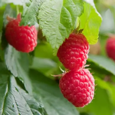 малина маравилла