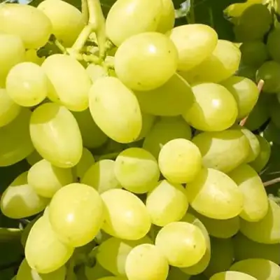 Виноград ДОЛГОЖДАННЫЙ в Калинковичах