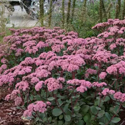 Очиток (седум) МАТРОНА в Калинковичах
