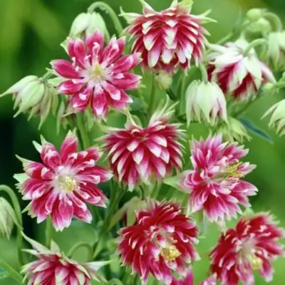 Аквилегия БАРЛОУ НОРА гибрид МакКаны в Калинковичах