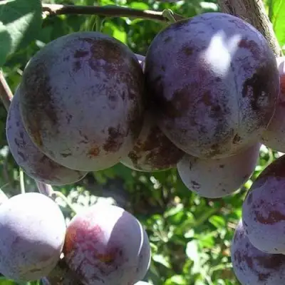 Слива РЕНКЛОД ХАРИТОНОВОЙ в Калинковичах