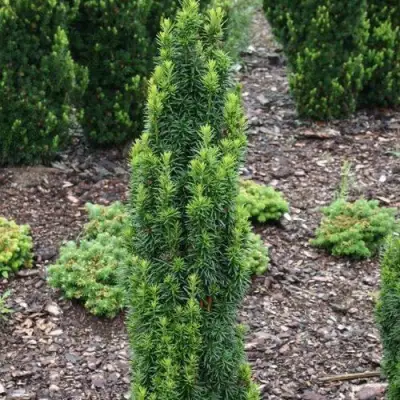 Тис ВОЙТЕК средний  в Калинковичах