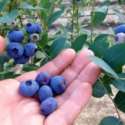 Голубика НОРТ КАНТРИ в Калинковичах