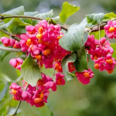 Бересклет ЕВРОПЕЙСКИЙ в Калинковичах