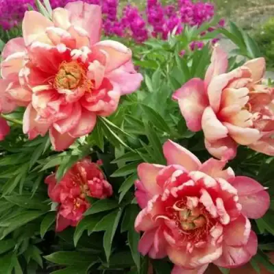 Пион ДЖУЛИЯ РОУЗ ито-гибрид в Калинковичах