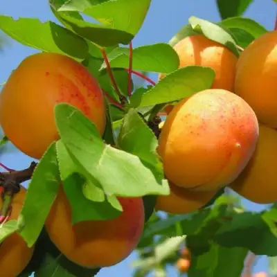 Абрикос КИЕВСКИЙ РАННИЙ в Калинковичах