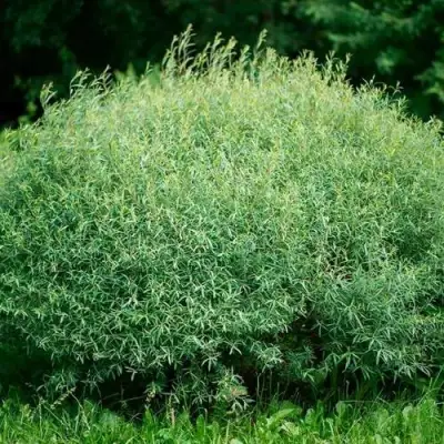 Ива НАНА пурпурная в Калинковичах