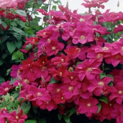 Клематис РУЖ КАРДИНАЛ в Калинковичах