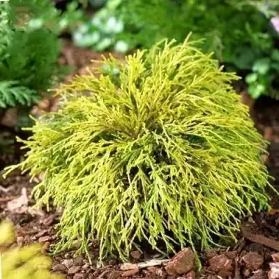 Кипарисовик ВАВЕЛ горохоплодный в Калинковичах