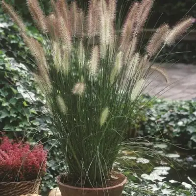 Пеннисетум ХАМЕЛН в Калинковичах