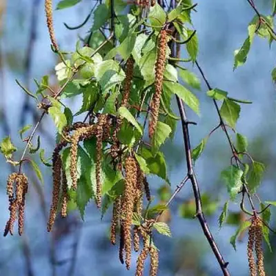 Береза ПОВИСЛАЯ в Калинковичах