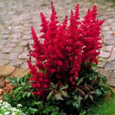 Астильба ГЛАТ Арендса в Калинковичах