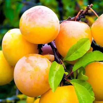 Слива МИНСКАЯ в Калинковичах