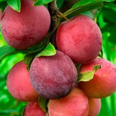 Слива КЛЕОПАТРА в Калинковичах