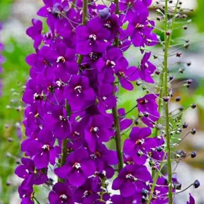 Коровяк ВИОЛЕТТА (вербаскум) в Калинковичах