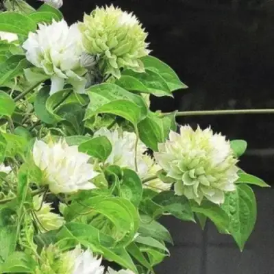 Клематис КОХАНА в Калинковичах