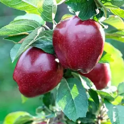 Яблоня РЕД ДЕЛИШЕС в Калинковичах
