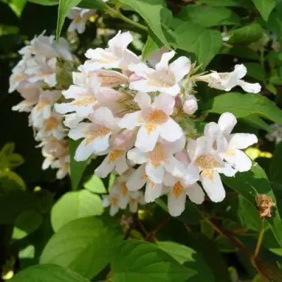 Кольквиция прелестная в Калинковичах