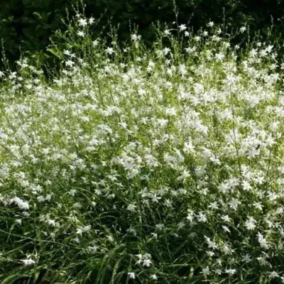 Венечник ветвистый в Калинковичах