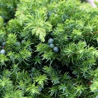 Можжевельник ШЛЯГЕР прибрежный в Калинковичах