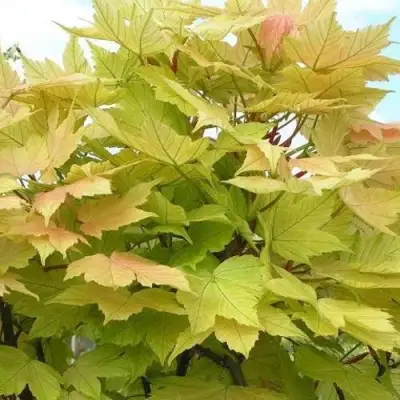 Клен ложноплатановый в Калинковичах