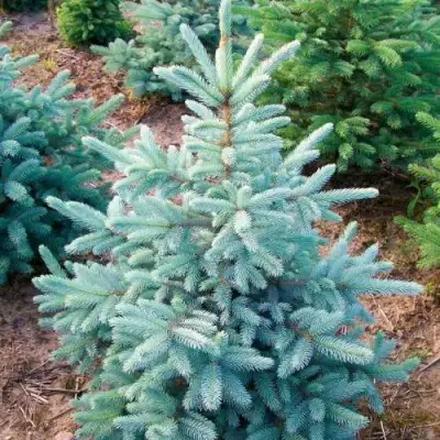 Ель КЕЙБАБ колючая в Калинковичах